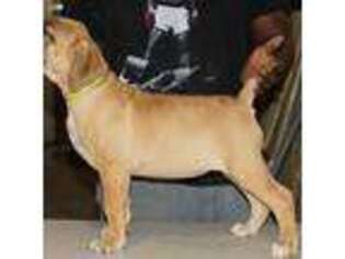 Boerboel Puppy for sale in York, PA, USA