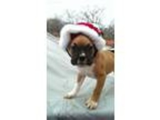 Boxer Puppy for sale in Columbia, TN, USA