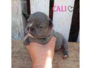 French Bulldog Puppy for sale in Eckert, CO, USA