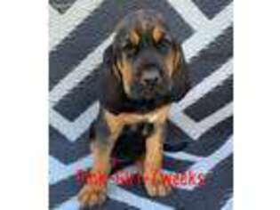 Bloodhound Puppy for sale in Dublin, TX, USA