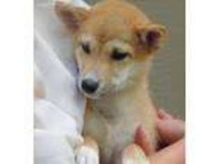 Shiba Inu Puppy for sale in Stanley, WI, USA