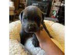 Cane Corso Puppy for sale in Jamestown, CA, USA
