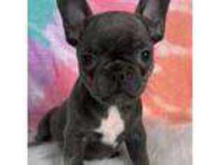 French Bulldog Puppy for sale in Clinton, MI, USA