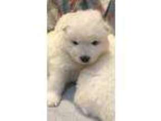 Samoyed Puppy for sale in Bentleyville, PA, USA