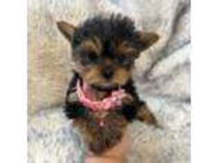 Yorkshire Terrier Puppy for sale in Emmett, ID, USA