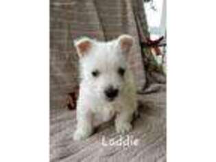 West Highland White Terrier Puppy for sale in Colby, WI, USA