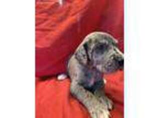 Great Dane Puppy for sale in Topping, VA, USA
