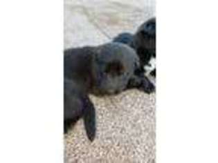 German Shepherd Dog Puppy for sale in Nahunta, GA, USA
