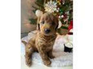 Goldendoodle Puppy for sale in Reese, MI, USA