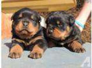 Rottweiler Puppy for sale in FAYETTEVILLE, NC, USA