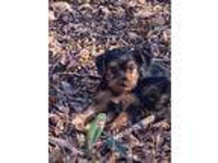 Yorkshire Terrier Puppy for sale in Ludowici, GA, USA