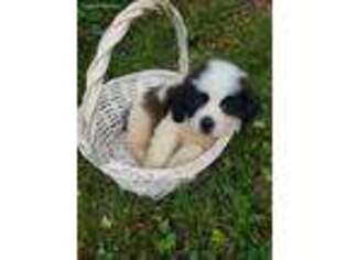 Saint Bernard Puppy for sale in Park Hills, MO, USA