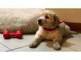 Golden Retriever Puppy for sale in Belleville, NJ, USA