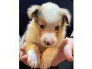 Shetland Sheepdog Puppy for sale in Chambersburg, PA, USA