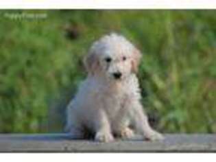 Goldendoodle Puppy for sale in Modesto, CA, USA