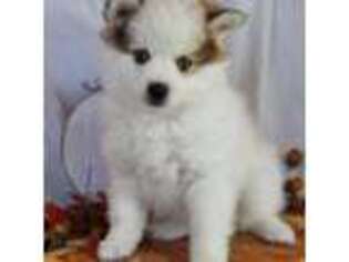 Mutt Puppy for sale in Topeka, KS, USA