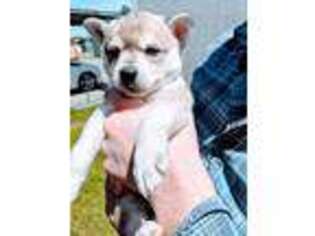 Alaskan Klee Kai Puppy for sale in Graham, WA, USA