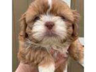 Shiba Inu Puppy for sale in Goshen, NY, USA