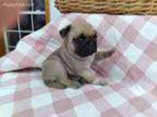 Pug Puppy for sale in Greencastle, PA, USA
