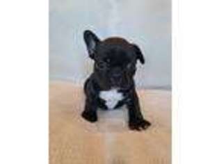 French Bulldog Puppy for sale in Allegan, MI, USA