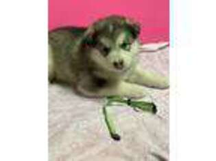Alaskan Malamute Puppy for sale in Pasadena, MD, USA