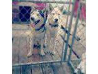 Siberian Husky Puppy for sale in HOMESTEAD, FL, USA