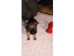 Brussels Griffon Puppy for sale in Cleveland, OH, USA
