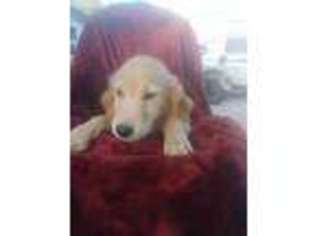 Golden Retriever Puppy for sale in Barker, NY, USA