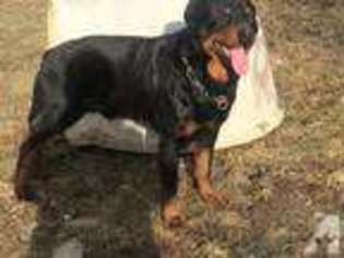 Rottweiler Puppy for sale in LINDLEY, NY, USA
