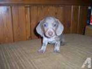 Dachshund Puppy for sale in NAPLES, NY, USA