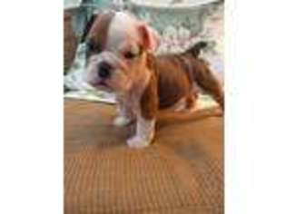 Bulldog Puppy for sale in Williamsburg, KY, USA