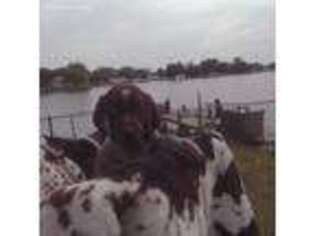 German Shorthaired Pointer Puppy for sale in Baltimore, MD, USA