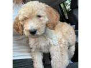 Labradoodle Puppy for sale in Livermore, CA, USA