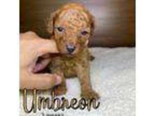 Mutt Puppy for sale in Yuma, AZ, USA