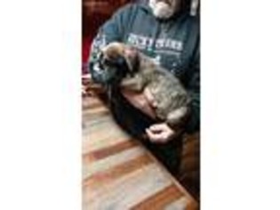Great Dane Puppy for sale in Caro, MI, USA