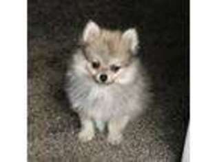 Pomeranian Puppy for sale in Camdenton, MO, USA