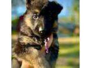 German Shepherd Dog Puppy for sale in Gladewater, TX, USA