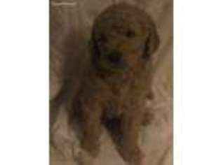 Goldendoodle Puppy for sale in Ellwood City, PA, USA