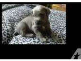 Weimaraner Puppy for sale in SOUTH BEND, IN, USA
