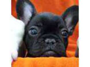 French Bulldog Puppy for sale in Hammond, IN, USA