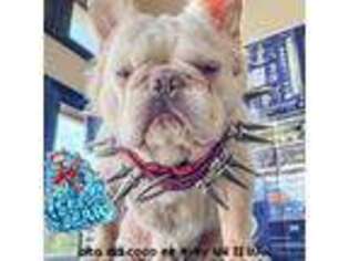 French Bulldog Puppy for sale in Buras, LA, USA