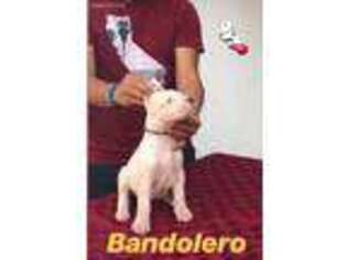 Dogo Argentino Puppy for sale in Martinez, CA, USA