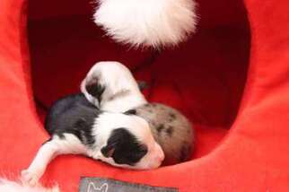 Miniature Australian Shepherd Puppy for sale in Philpot, KY, USA