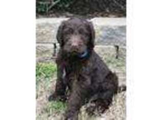 Labradoodle Puppy for sale in Midlothian, TX, USA