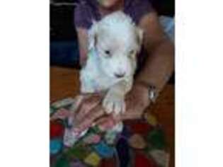 Portuguese Water Dog Puppy for sale in Anaconda, MT, USA