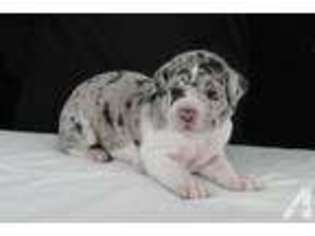 Great Dane Puppy for sale in WEST PALM BEACH, FL, USA