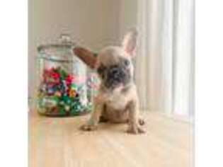 French Bulldog Puppy for sale in Aubrey, TX, USA