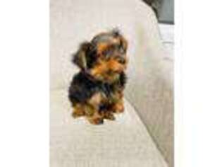 Yorkshire Terrier Puppy for sale in Renton, WA, USA