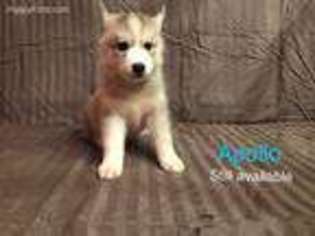 Siberian Husky Puppy for sale in Saylorsburg, PA, USA