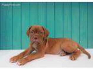 American Bull Dogue De Bordeaux Puppy for sale in Las Vegas, NV, USA